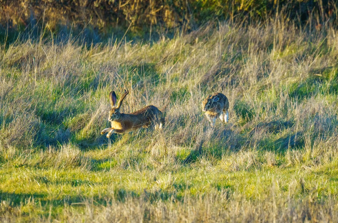 Caccia alla lepre